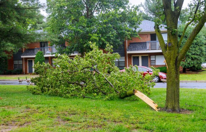Fallen Tree Blocking Road In Suburban Neighborhood