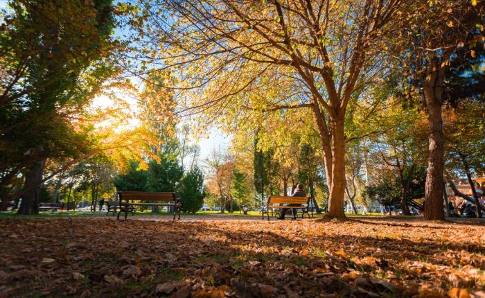 A person relaxing on a wooden bench in a park during daytime. The ground is covered with fallen brown leaves. Sunlight streams through the yellow and green trees, creating a warm and inviting mood.