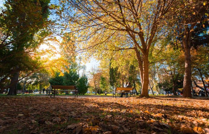 A person relaxing on a wooden bench in a park during daytime. The ground is covered with fallen brown leaves. Sunlight streams through the yellow and green trees, creating a warm and inviting mood.