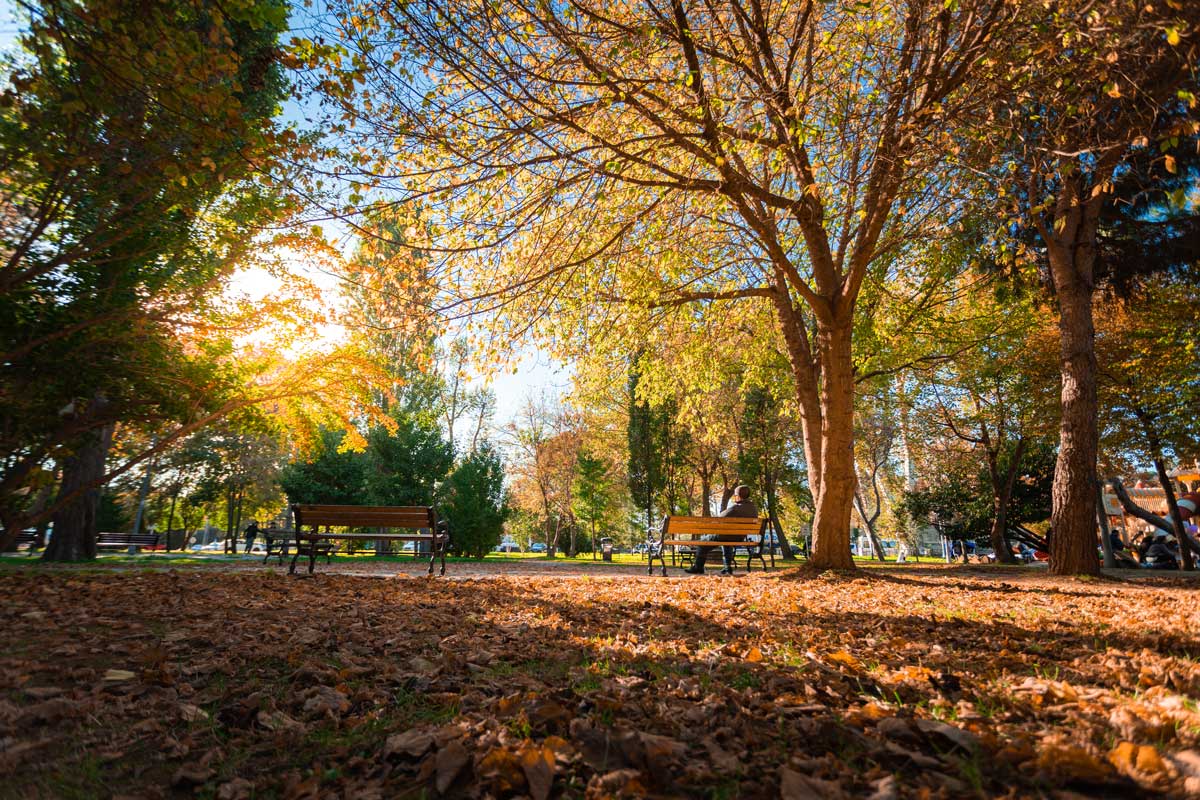 A person relaxing on a wooden bench in a park during daytime. The ground is covered with fallen brown leaves. Sunlight streams through the yellow and green trees, creating a warm and inviting mood.